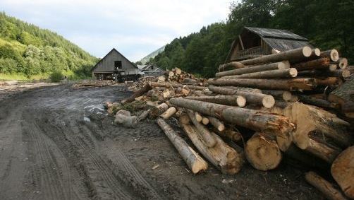 Parlamentarii o iau înaintea Guvernului: Au depus un proiect pentru suspendarea exportului de lemne 