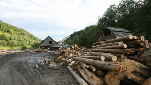 Ponta: Suspendarea exportului de lemne, promovat prin ordonanță de urgență