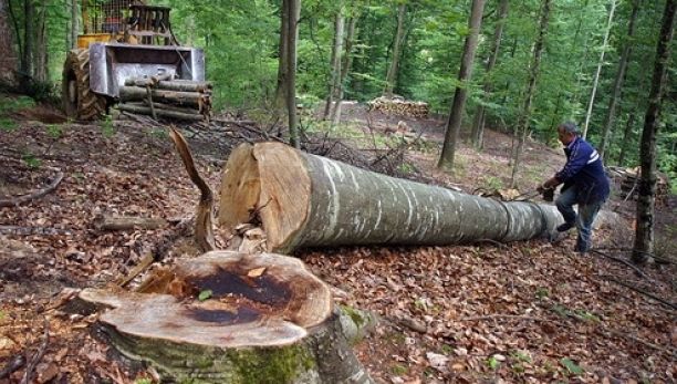 Ministerul Mediului: Exporturile de bușteni, cherestea și lemn de foc, suspendate până la 31 august