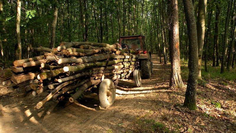 Frația drujbelor. Mărturia pădurarului care a ieșit din mafie după ce nu mai era nimic de furat