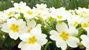 Ceaiul de iasomie are efecte miraculoase: Iată ce boli tratează!