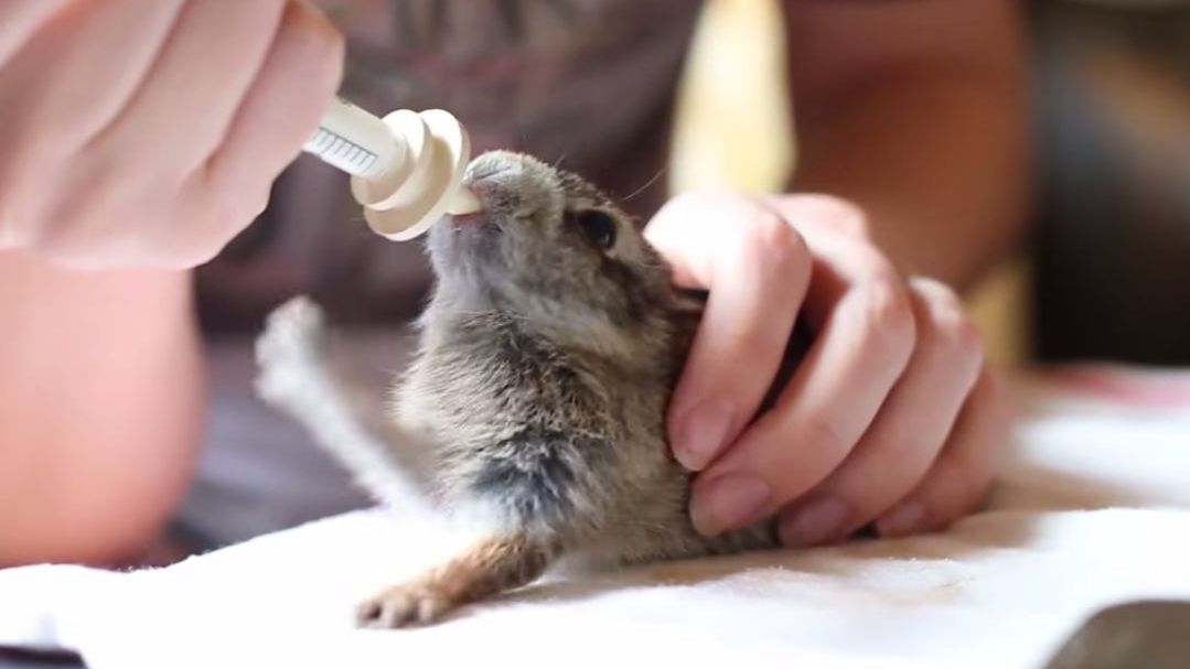 Cel mai frumos filmuleț viral. Un iepuraș își bea laptele și nu mai poate de plăcere