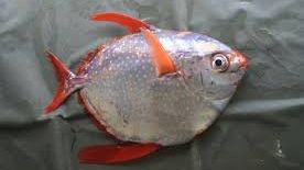 Peștele lună, singura specie de pește cu sângele cald 