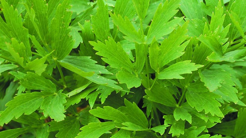 De ce e bine să mesteci două frunze de leuștean înainte și după masă. Vei fi uimit!