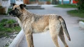 ”Gluma” unui consilier local PSD: Celor care adoptă un maidanez le dăm bonus și un ziarist 