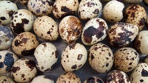 E bine să consumăm ouă de prepeliţă?