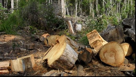 Băsescu, despre scandalul defrişărilor: SRI a avut o contribuţie extraordinară, Ponta a blufat