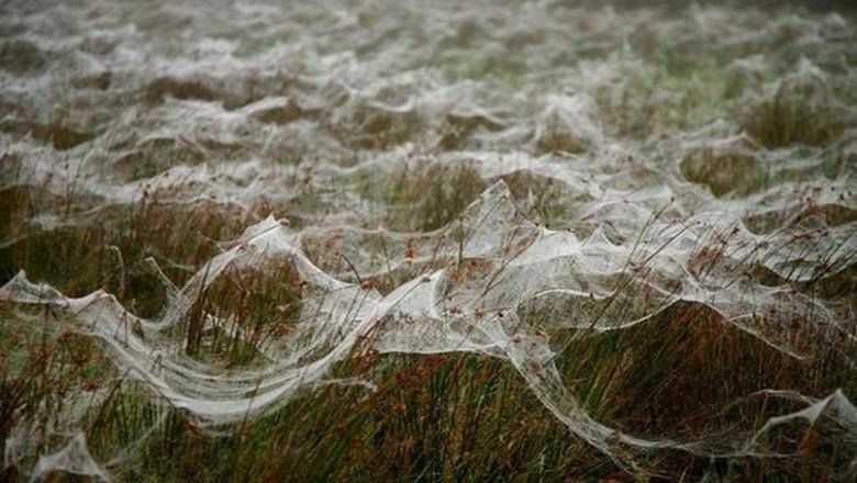 Furtună cu păianjeni