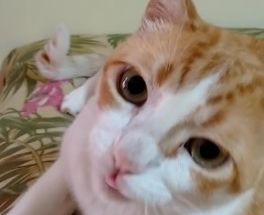 Reacţia unei pisici la auzul melodiei preferate. N-o să te poţi opri din râs!