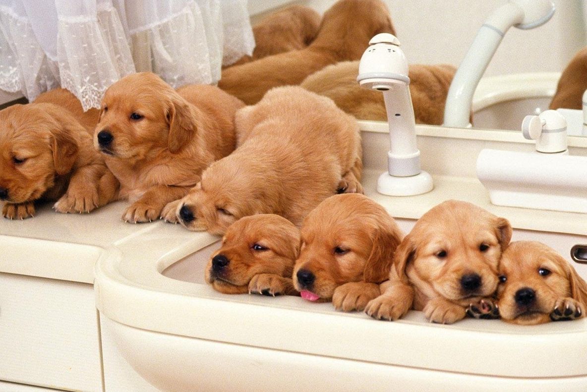 Prima băiță pentru opt cățeluși. Imagini emoționante  