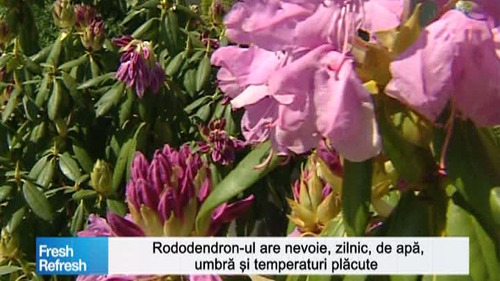Fresh Refresh. Rododendronul, o plantă iubită de români: cum îi acorzi cea mai bună îngrijire