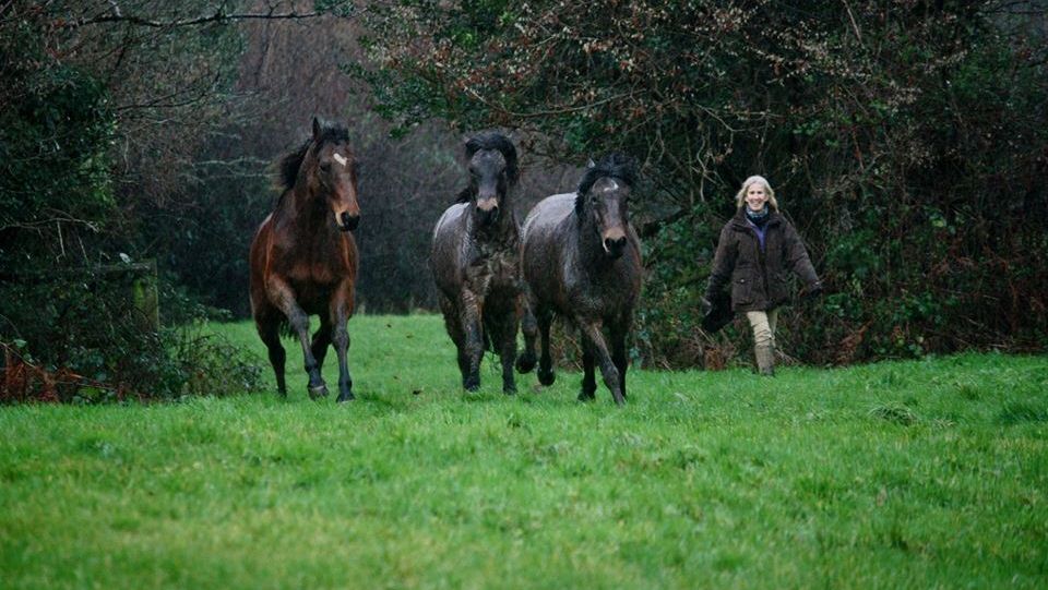 Filmarea care dovedește că animalele au amintiri: Revedere emoționantă între trei cai 