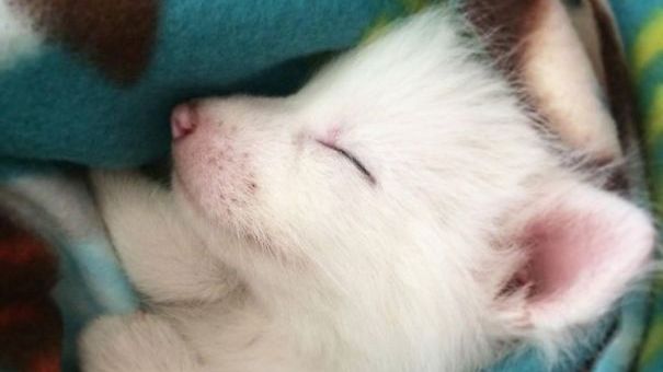 Cea mai simpatică vulpiţă din lume. Fotografii adorabile