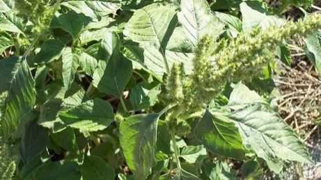 Planta de sezon care stopează dezvoltarea tumorilor și contribuie la îmbunătățirea memoriei