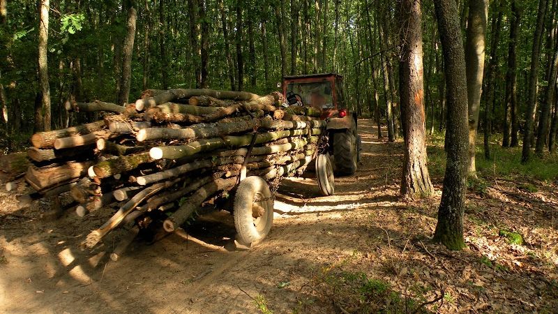 Guvernul vrea să interzică, limitat, exportul de lemn. Ponta: Soluţie la Justiţie, altfel plecaţi!
