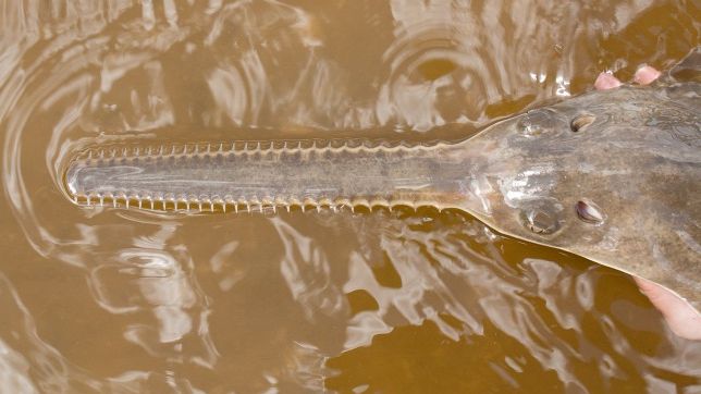 Descoperire în Florida! Peştii fierăstrău care se reproduc fără împerechere 