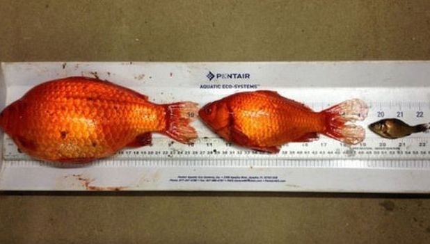 Uimitoarea viață de după moarte a peștișorilor de acvariu aruncați în toaletă