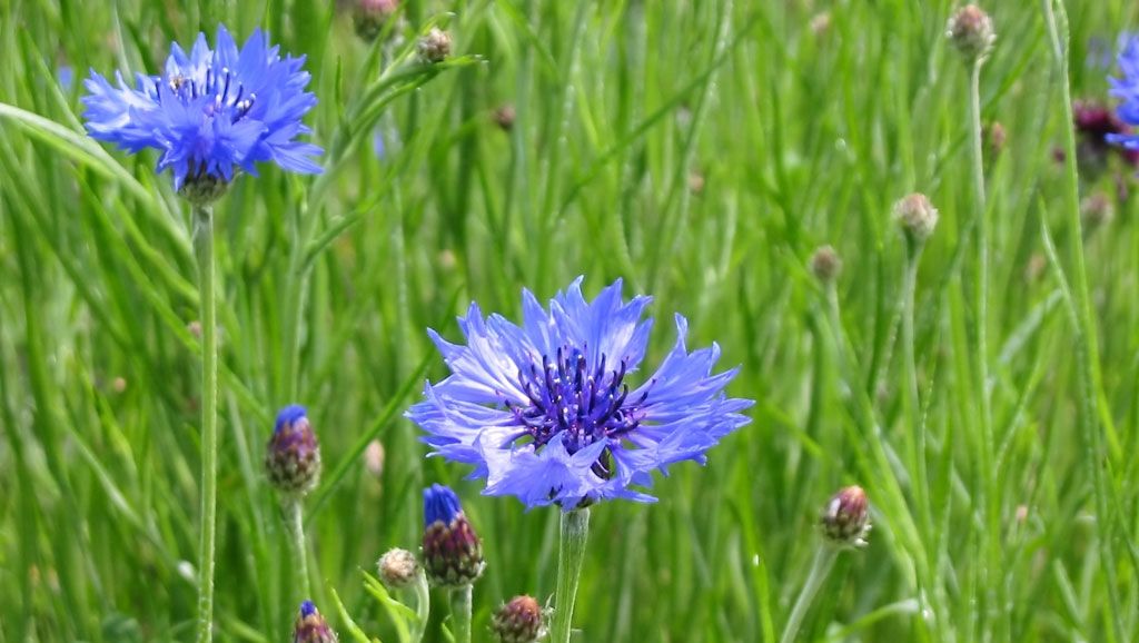 Efectul incredibil al albăstrelelor asupra corpului nostru 