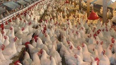 DIICOT, sechestru pe 150.000 de pui vii