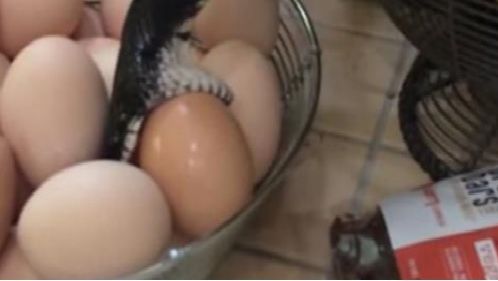 Ce-a descoperit o familie când un dulap de bucătărie s-a deschis.Au filmat totul,pentru a fi crezuţi