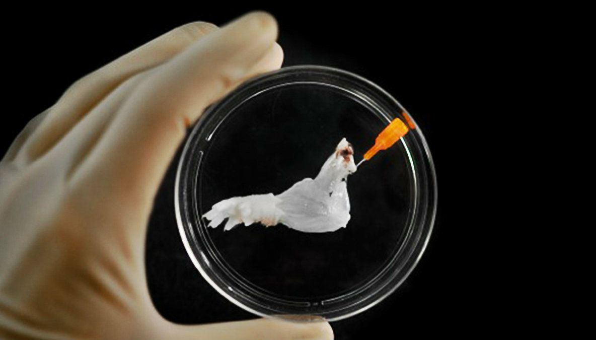 Miracolul științei: cine își pierde o mână, va primi una crescută în laborator de la zero!