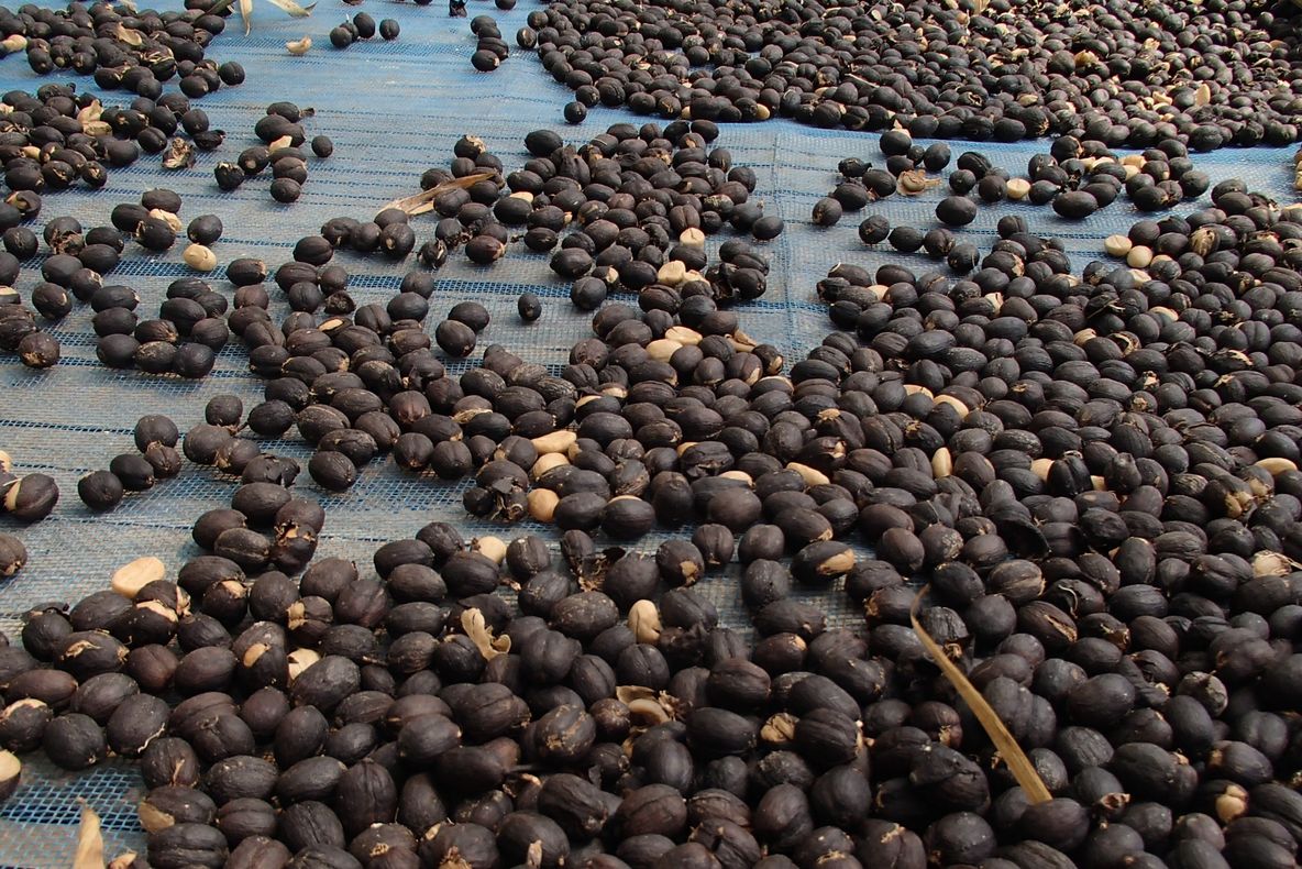 Cafeaua extrasă din balegă de elefant, o delicatesă la prețuri piperate 