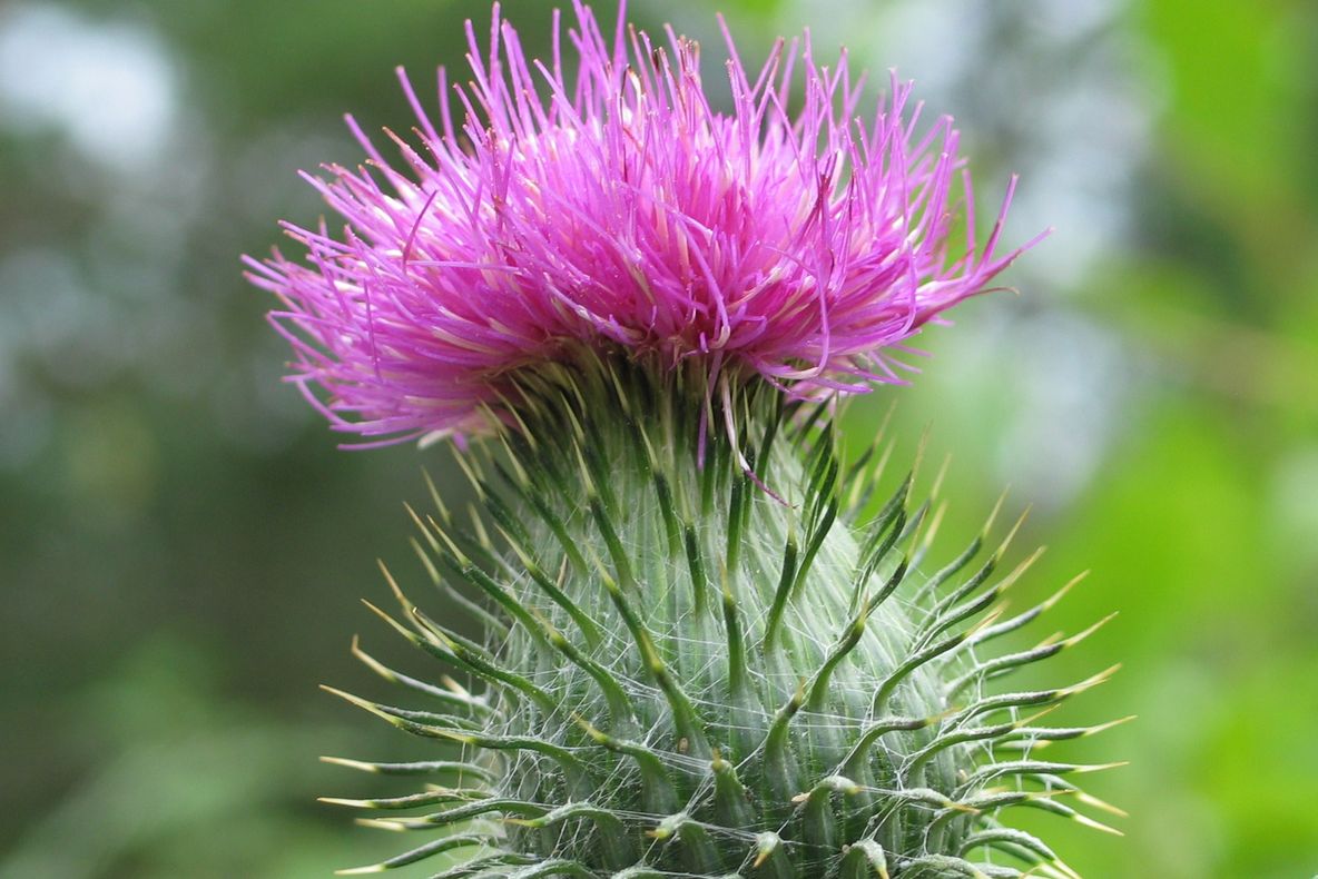Banalul ciulin are efecte terapeutice miraculoase. Iată ce boli tratează!