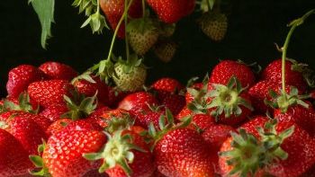 Zece beneficii uluitoare ale consumului de căpșune