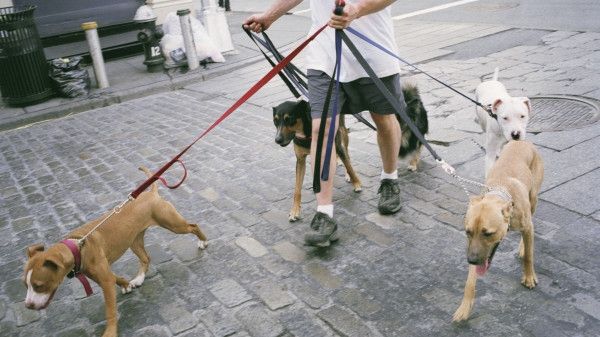 Români, treceţi Canalul Mânecii! „Plimbaţi ursul” în Marea Britanie