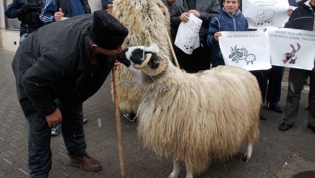 Daea, în corzi! Scandal pe împărțirea incorectă a 16,5 milioane de euro pentru fermieri