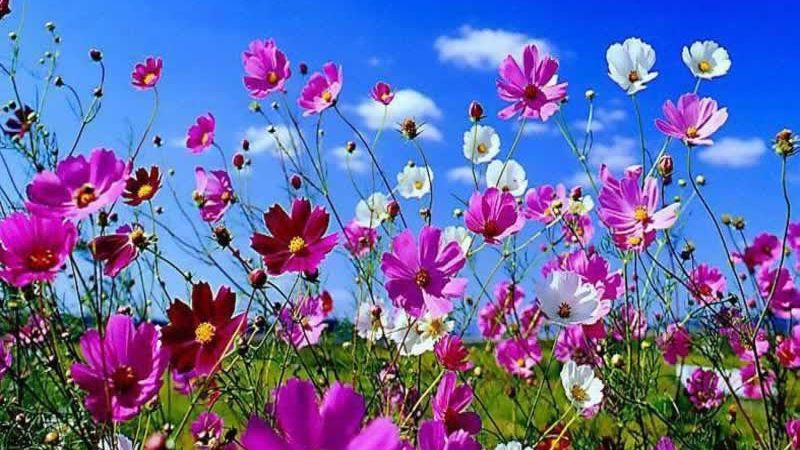 Terapia cu flori de vară