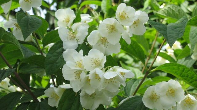 Plante de cameră care ne purifică aerul şi ne ajută să dormim mai bine