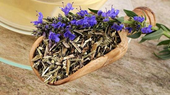 "Iarba sfântă", remediul pomenit în Biblie, care vindecă rănile, calmează durerea și detoxifiază