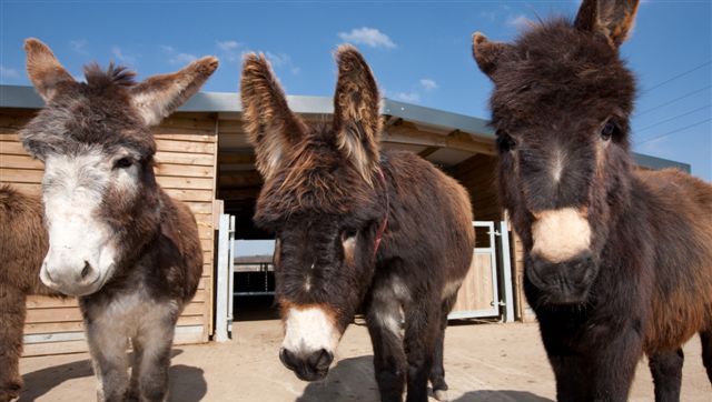 Terapia cu măgăruşi pentru copiii cu dizabilităţi: Unde se poate face şi ce efecte are?