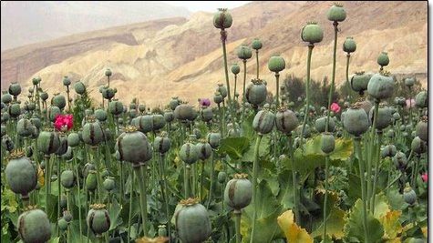 Producția mondială de opium, la cel mai ridicat nivel din ultimii 85 de ani 