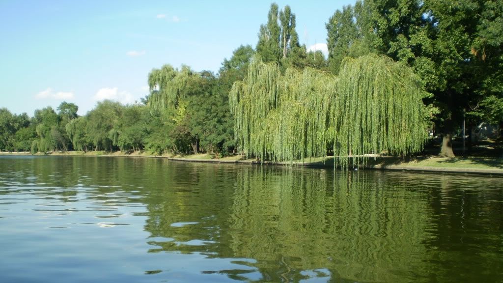 PMB a votat! Parcul Herăstrău din Capitală se va numi Parcul Regele Mihai I