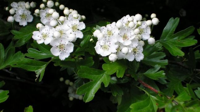 Planta care ne scuteşte de cardiolog. Cum prepari infuzia miraculoasă