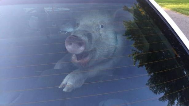 Misterul din spatele acestei fotografii. Motivul incredibil pentru care a devenit virală