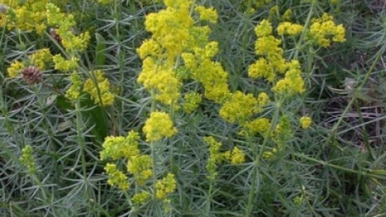 Planta care alungă cancerul. Tot ce trebuie să ştii despre alifia de drăgaică