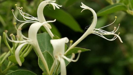 Ce beneficii are Mâna Maicii Domnului pentru sănătate