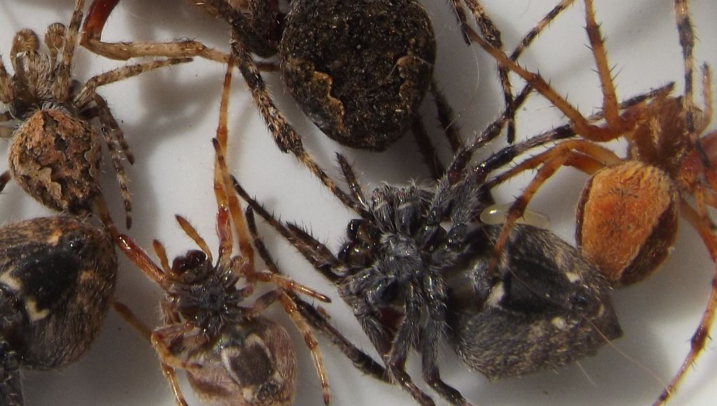 Descoperire uimitoare. Vietatea care își transformă prada în zombi, înainte de a o devora