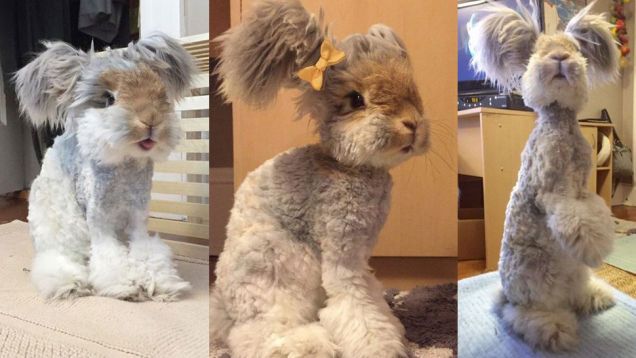 Cel mai drăgălaş iepure din lume: Urechile lui arată ca nişte aripi de îngeraş