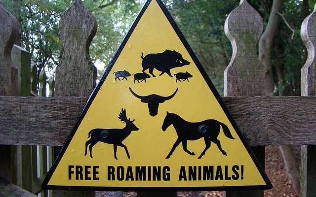 Animale periculoase scăpate pe stradă într-un oraş din România