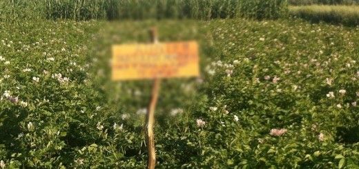 Viralul zilei. Cum îşi apără un fermier din judeţul Cluj culturile de atacul hoţilor