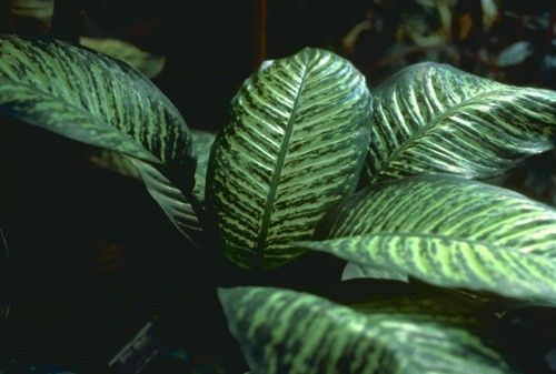 Planta ucigaşă. Ai aşa ceva în casă?