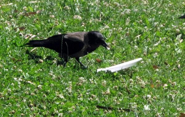  O cioară ecologistă a devenit celebră pe internet. Ce face după ce mănâncă - GALERIE FOTO
