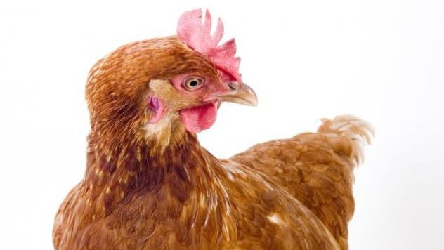 A fost şocat când a văzut ce ascundea o găină în curtea sa. Se putea întâmpla o tragedie