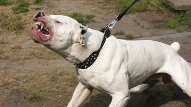 Un bebeluş şi mama lui, desfiguraţi de câinele familiei, în Tulcea