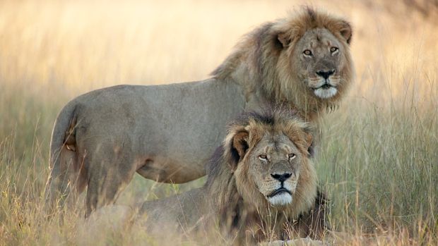 Fratele leului Cecil, ucis şi el în Zimbabwe, în acelaşi parc naţional
