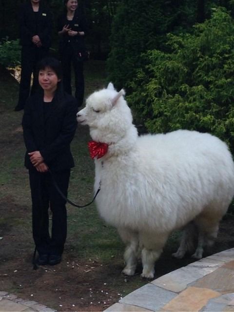 Alpaca, soluţia împotriva SIDA? Ce au descoperit specialiștii în sângele popularului ierbivor de companie?